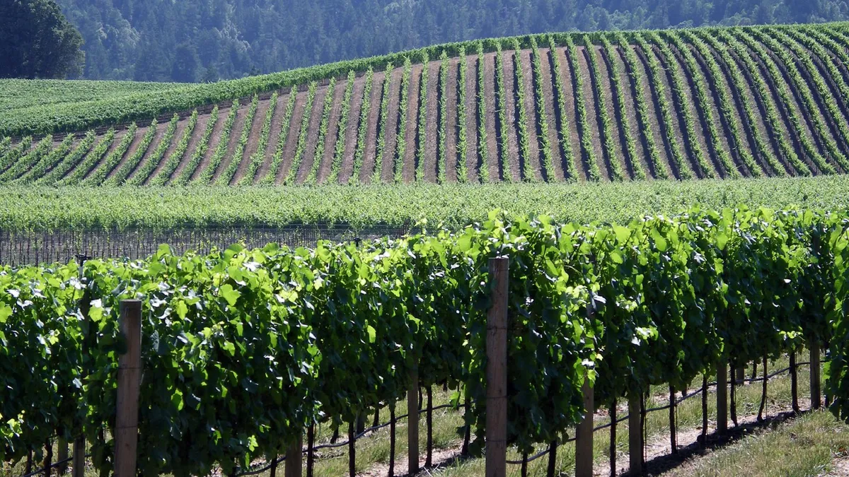 Vineyards in Anderson Valley, California